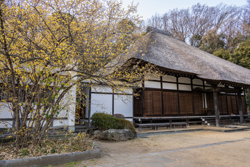 西方寺に咲く蝋梅(ロウバイ)
