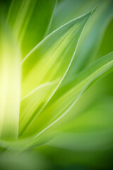 Beautiful abstract background nature view of green leaf with copy space using as background natural green plants landscape, ecology,cover page, fresh wallpaper concept.