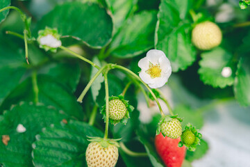 苺の花