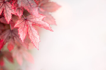 Beautiful nature view of Red leaf on blurred greenery background in garden and sunlight with copy space using as autumn background natural landscape, ecology, fresh wallpaper concept.