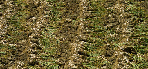 Garlic harvest field. Image of garlic plucked from the ground