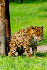 Jaguar in the mayan jungle