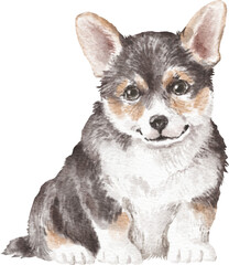 Corgi puppy watercolour illustration png