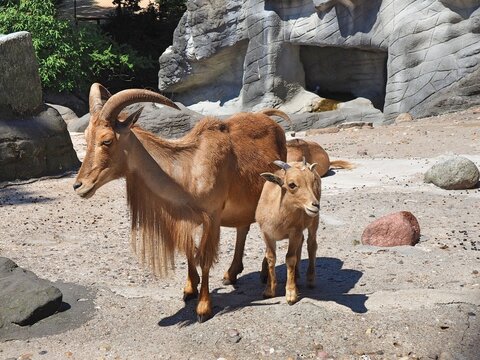 The Barbary sheep (Ammotragus lervia), also known as aoudad