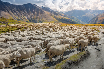 Obraz premium Flock of sheeps moving down the valley, French Alps, border with Switzerland