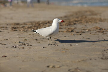 Beautiful white- gray seagull walking on the sand beach by the sea on summer sunny day. seagull running on the shore against natural blue water background. 