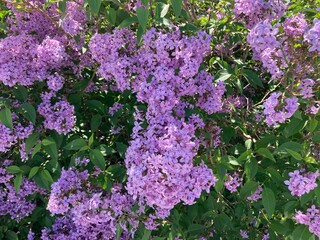 Flieder gemeiner gewöhnlicher violett lila 532788011 Syringa vulgaris