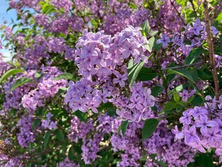 Obraz premium Flieder gemeiner gewöhnlicher violett lila 532788023 Syringa vulgaris