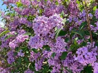 Flieder gemeiner gewöhnlicher violett lila 532788027 Syringa vulgaris
