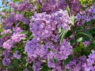 Flieder gemeiner gewöhnlicher violett lila 532788032 Syringa vulgaris