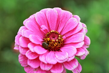 Obraz premium Could you get the temple and foliage in the background？