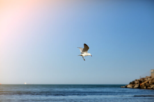 Seagull white- black color with open wings flying on clear blue sky background over sea. Birds in wildlife.  side view.