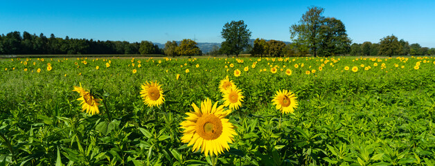Panorama mit gelber Sonnenblume auf grünem Sonnenblumenfeld im Sonnenlicht, mit Wald, Baum und...