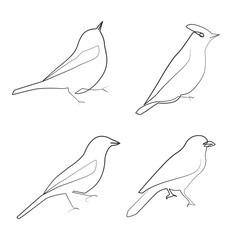 Birds linear drawing elegant continues line artwork