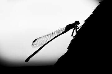 silhouette of a dragonfly