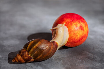 White Achatina snail on the table next to a juicy fresh peach. Close-up photo of exotic pets. 