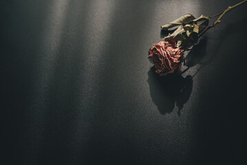 Withered pink roses on black background, melancholy concept despair in love, valentine and...