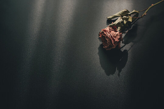 Withered pink roses on black background, melancholy concept despair in love, valentine and unrequited love, couple breakup, divorce, loneliness Depression brings self-harm, Suicide Prevention Day.