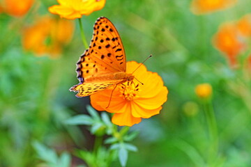 Obraz premium Could you get the temple and foliage in the background？