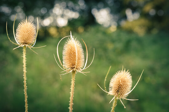 Chardons sous la lumi&egrave;re d&rsquo;&eacute;t&eacute;