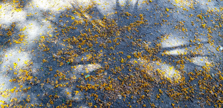 Fallen petals