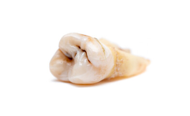 Fototapeta na wymiar Close-up of a tooth with caries isolated on a white background. Removed wisdom teeth. Sick human teeth.