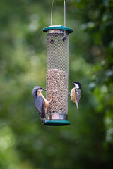 A nuthatch and a coal tit perched on a bird feeder in a Sussex garden