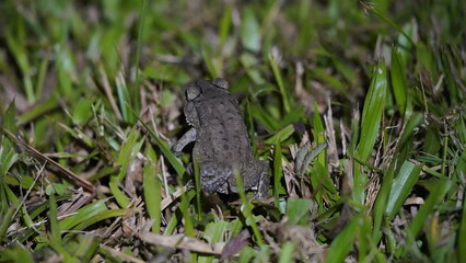 frog on the grass