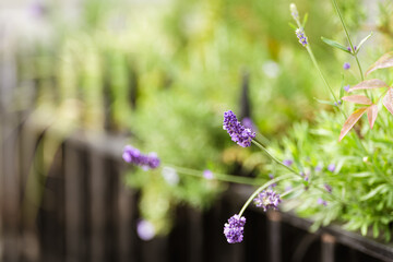Tiny lavender plant (Lavandula angustifolia) used at decoration flower over the iron fence of a house. Landscaping and garden idea.