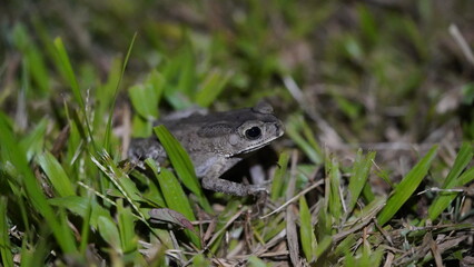 Asian Toad on grass