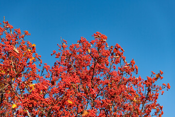 red autumn rowanberry branch, copy space. red autumn rowanberry. autumn season with red rowanberry