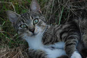 Szczęśliwy kot wypoczywa w wysokiej trawie na wsi
