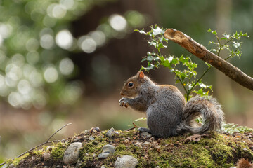 Naklejka na ściany i meble Grey squirrel (Sciurus carolinensis) in the forest, Norfolk, UK