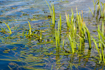 Swampy river. The river is overgrown with reeds. Concepts of ecology.