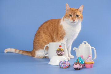 Cat posing with teapot, coffee, kitchenware set and colorful cupcakes in the studio by a blue background