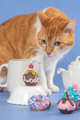 Cat posing with teapot, coffee, kitchenware set and colorful cupcakes in the studio by a blue background