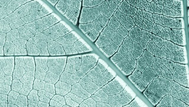 Texture of of leaf veins with infrared effect - skeleton tree leaf - super close up zoom in