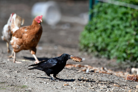 Carrion Crow at a chicken coop // Aaskrähe, Rabenkrähe (Corvus corone) an einem Hühnerstall