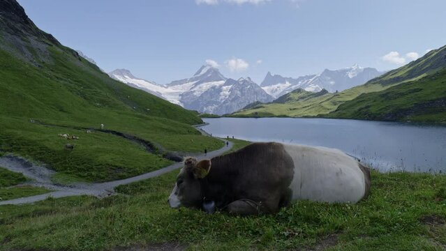 Cow on Lake Bachalpsee in the Swiss Alps. Panasonic Lumix S1 ProRes422HQ (4K, 29.97fps, Vlog basic color correction)