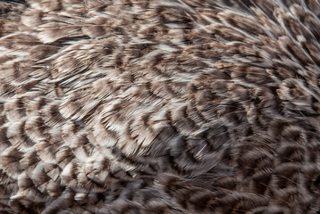 Colorful feathers of a parrot close-up as a bright beautiful background with a place for text for design.