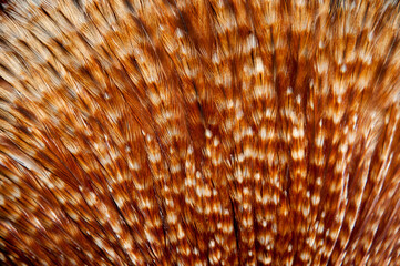 Colorful feathers of a parrot close-up as a bright beautiful background with a place for text for...