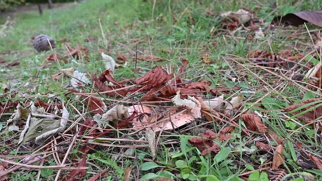 Mycology concept, edible mushrooms harvest. Man's hands cutting and cleaning niscalos, red pine mushrooms (Lactarius Deliciosus) in Spanish pine forest.