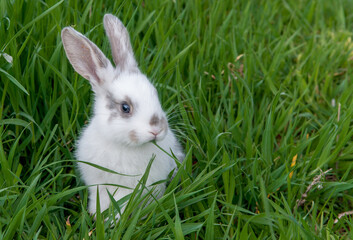 Easter bunny on the grass. Beautiful rabbits on a green background with copy space. Easter concept, colorful background for greeting card.
