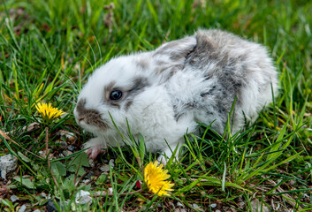 Easter Bunny on the grass with flowers. Beautiful rabbits on a green background with copy space. Easter concept, colorful background for greeting card.