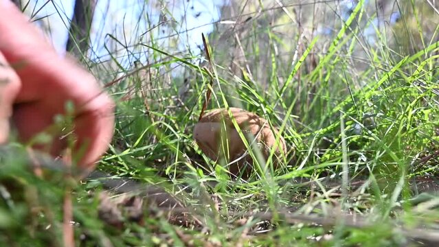 Mycology concept, edible mushrooms harvest. Man's hands cutting and cleaning niscalos, red pine mushrooms (Lactarius Deliciosus) in Spanish pine forest.