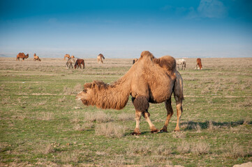 Camels on the way are looking for fresh grass to eat, graze in the steppes, heat, drought, Kazakhstani steppes.