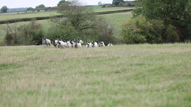 Swaledale sheep being herded by border collie dog in field