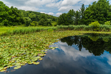 lake in the forest