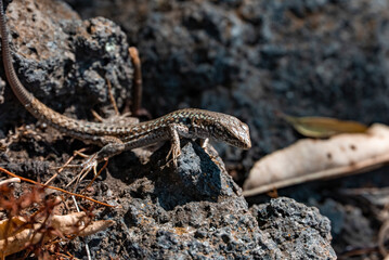 High angle close-up of Sicilian wall lizard on rocks. Wild reptile with natural pattern is on textured surface in sunlight. View of Italian fauna on sunny day.