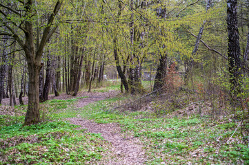 Bright dense forest with trees and green bushes.